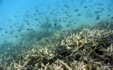 Great Barrier Reef coral bleaching