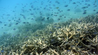 Great Barrier Reef coral bleaching