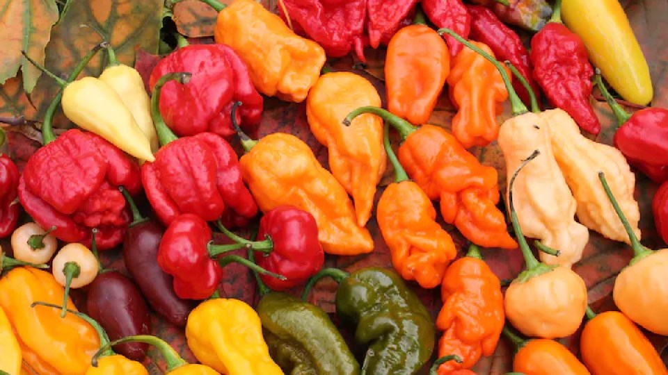 chilli peppers