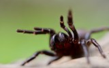 Funnel-web spider