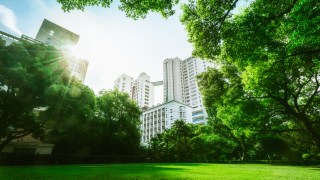 city garden with trees