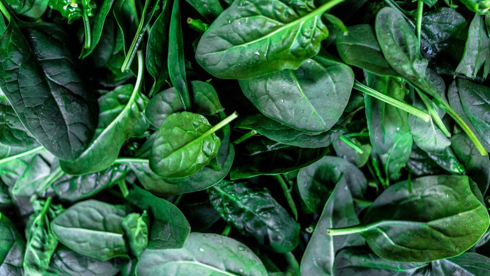 riviera farms spinach toxin