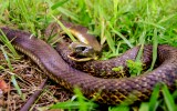 Tiger snake