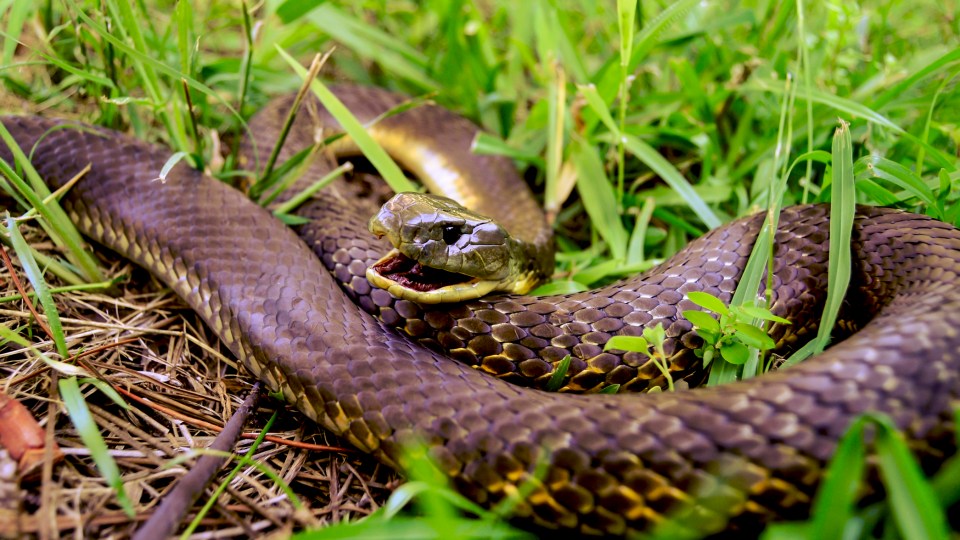 Tiger snake