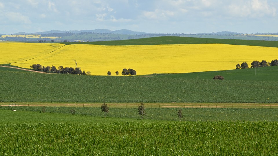 agricultural snapshot