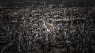 A wallaby in a bushfire burnt bush el nino