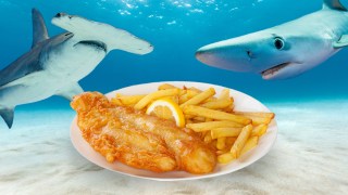 fish and chips sharks