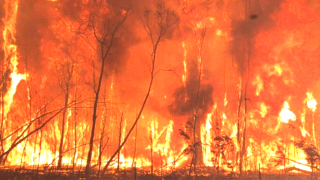 fires bushfires black summer