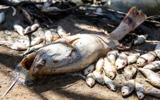 nsw dead fish