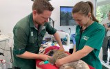 Koalas vaccine