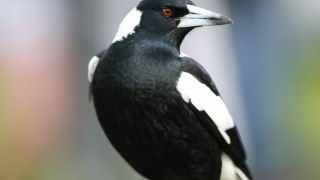 Pictured is a magpie, or a maggie, according to the Australian Dictionary