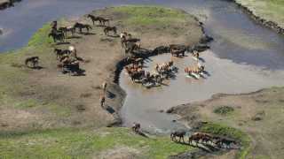 brumby cull Kosciuszko