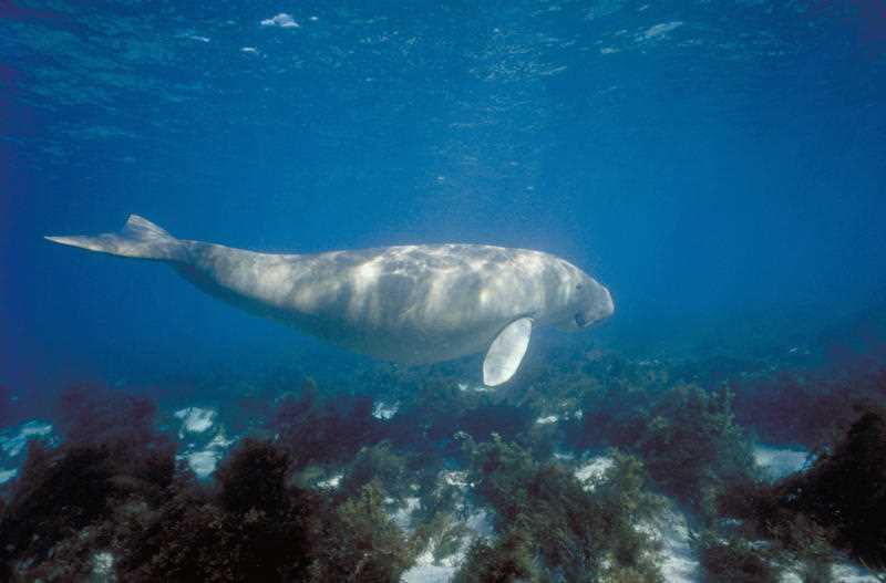 Dugongs Great Barrier Reef