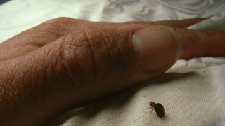 bed bugs infestation