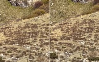 pictured is Bigfoot, apparently